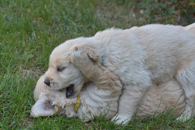 Il morso del cucciolo