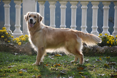 BLONDE IN GOLD WAR IS OVER (AUDREY)