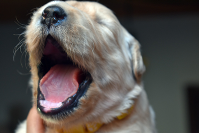 Perché il cucciolo ha il singhiozzo?